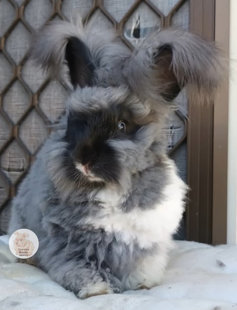 BLUE EYED SMOKE ANGORA BUNNY