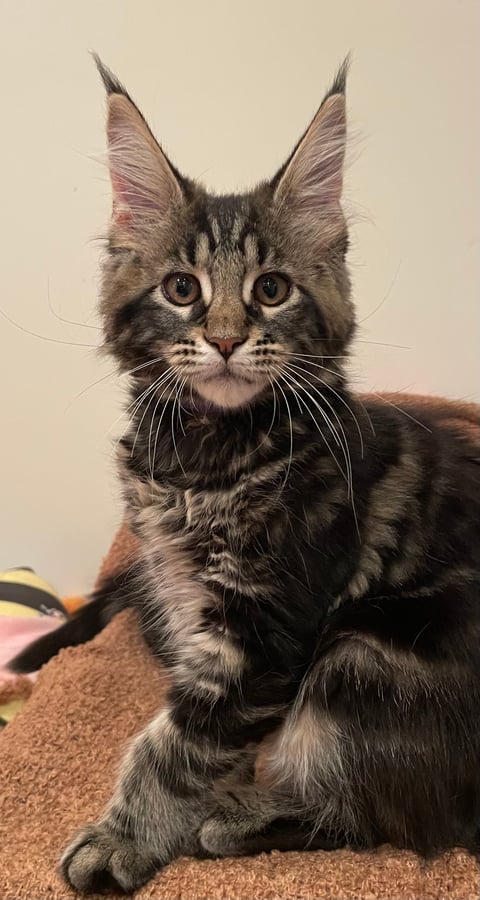 Tallulah - Maine Coon Kitten