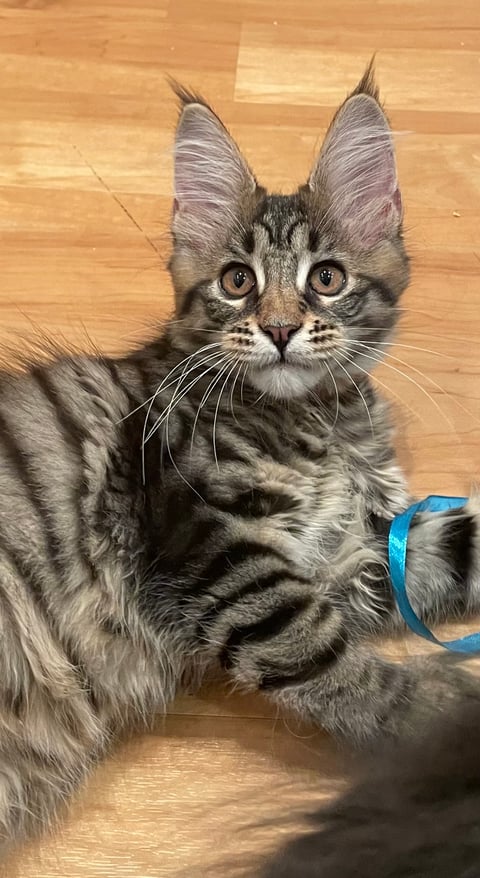 Jolene - Maine Coon Kitten