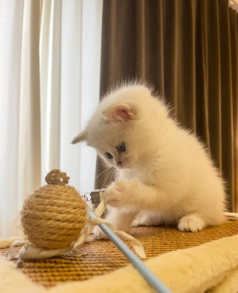 2 - British Shorthair Kitten, Male