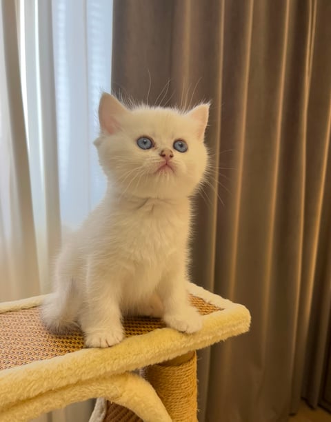 1 - British Shorthair Kitten, Male