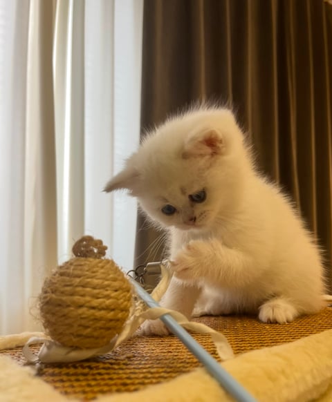 4  - British Shorthair Kitten, Male