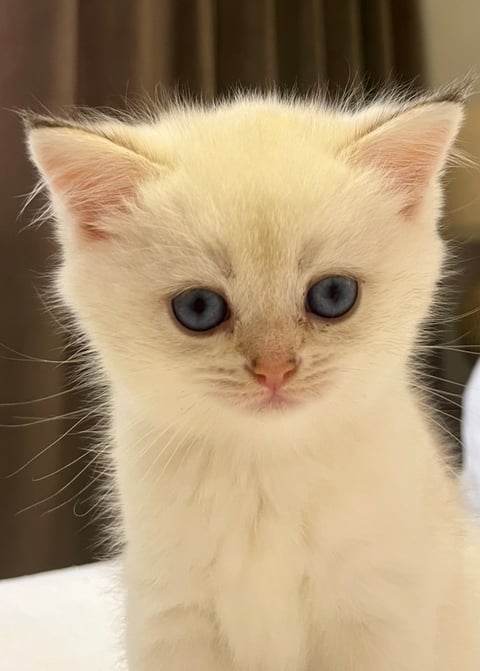 1- British Shorthair Kitten 