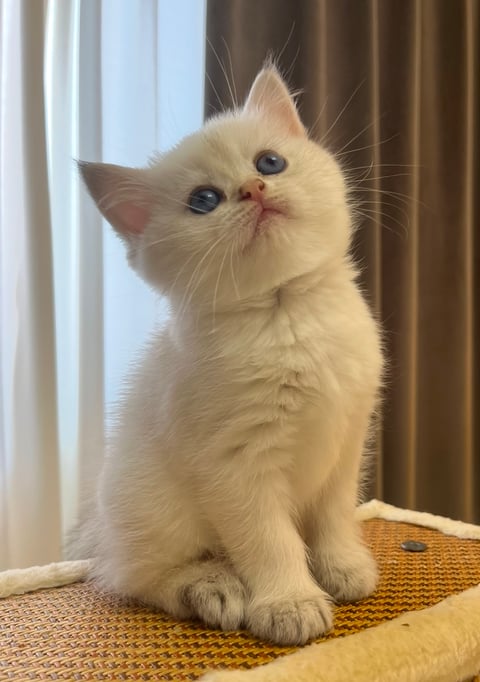 4 - British Shorthair Kitten, Female 