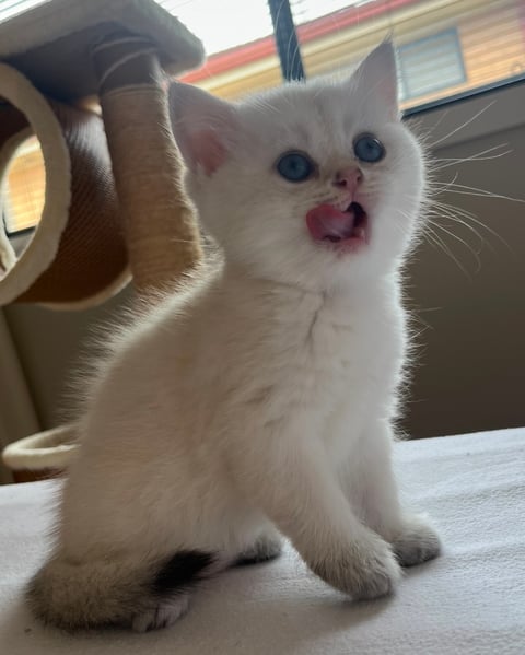 2 - British Shorthair Kitten, Female 