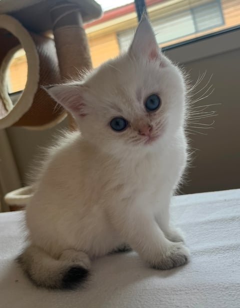 3 - British Shorthair Kitten