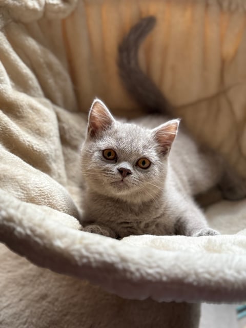 British Shorthair Kittens