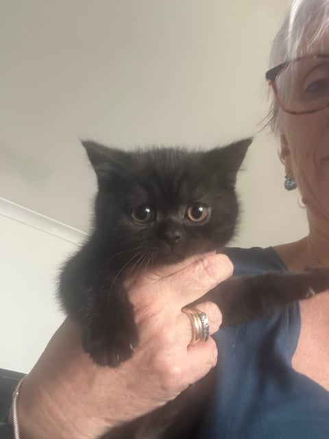 British Shorthair Kitten