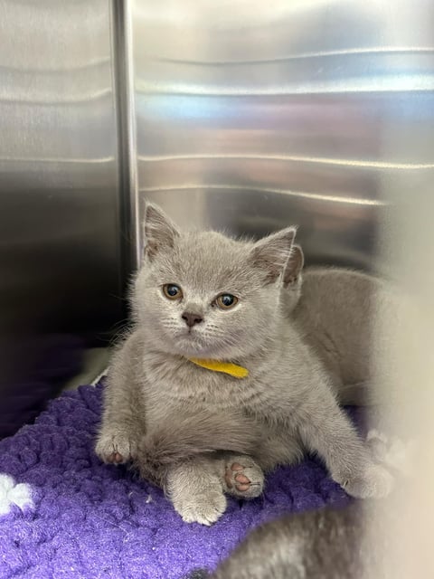 British Shorthair Kittens