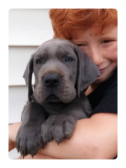 PEDIGREE BLUE GREAT DANE PUPPY