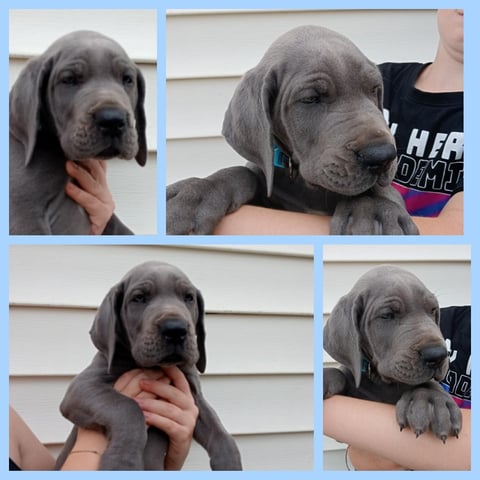 PEDIGREE BLUE GREAT DANE PUPPIES