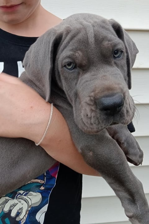 PEDIGREE BLUE GREAT DANE PUP