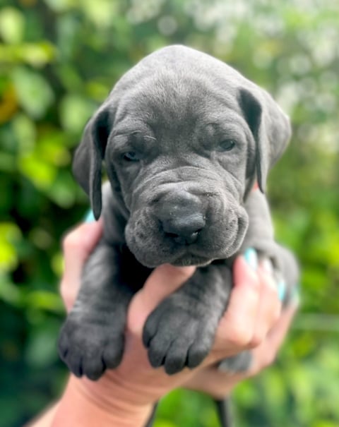 red collar female - Great Dane Puppy