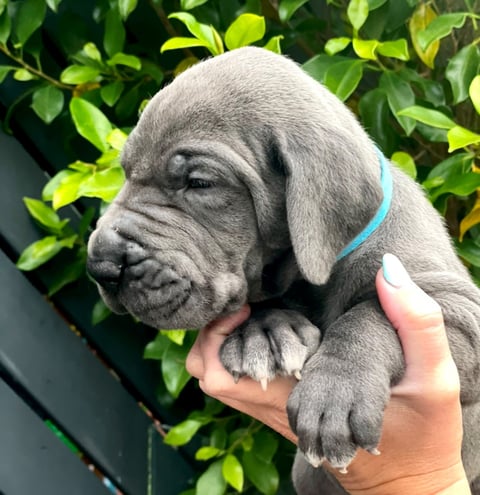 Light blue collar male - Great Dane Pup