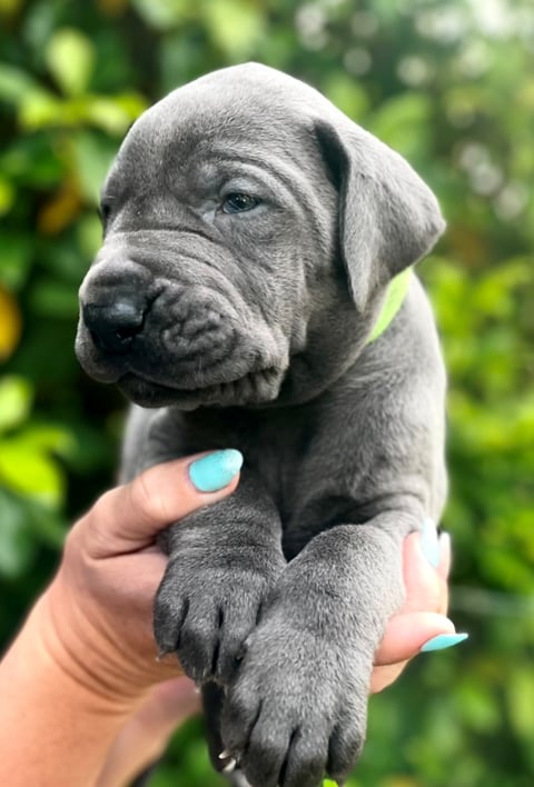 Green collar male - Great Dane Puppy