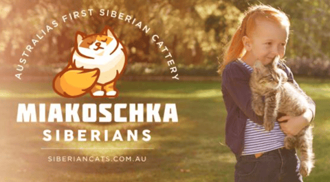  Miakoschka Siberian Cats - Brisbane, Queensland