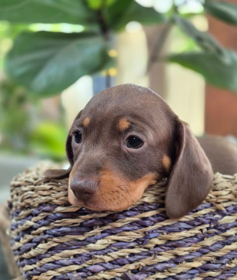 Chocolate and tan female 