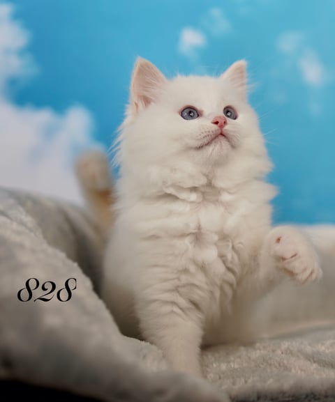 Cream Tabby Ragdoll Kitten