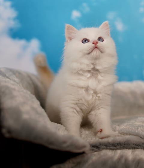 Cream Tabby Bi Color Ragdoll Kitten