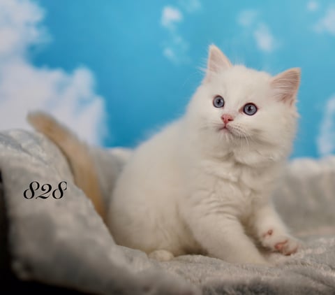 Cream Tabby Bi Color Ragdoll Kitten