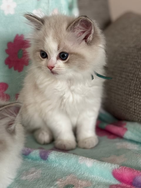 teal collar, blue bicolour girl- Ragdoll kitten