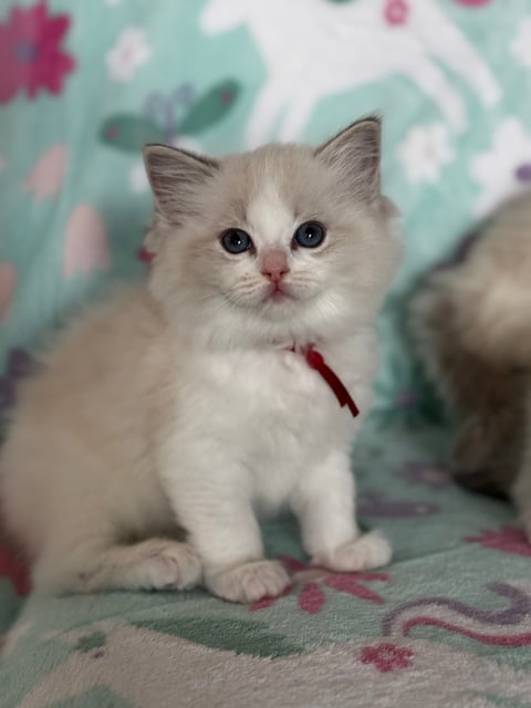 Red collar, blue tabby bicolour girl- Ragdoll 