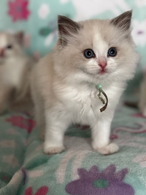 mint collar, blue bicolour girl- Ragdoll kitten