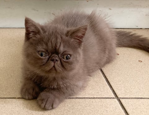 Chocolate male - Exotic shorthair kitten