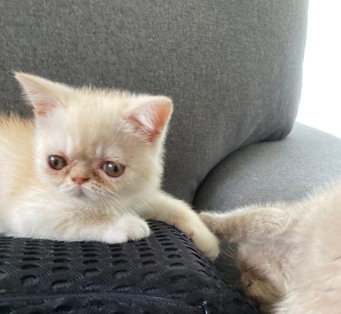 Cream smoke male - Exotic shorthair kitten