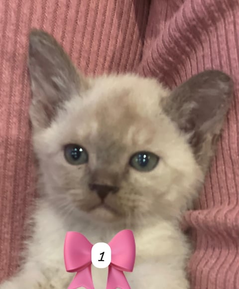 Lilac girl - Pure bred Burmese Kitten