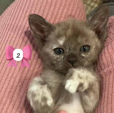 Choc tortie girl - Pure bred Burmese Kitten