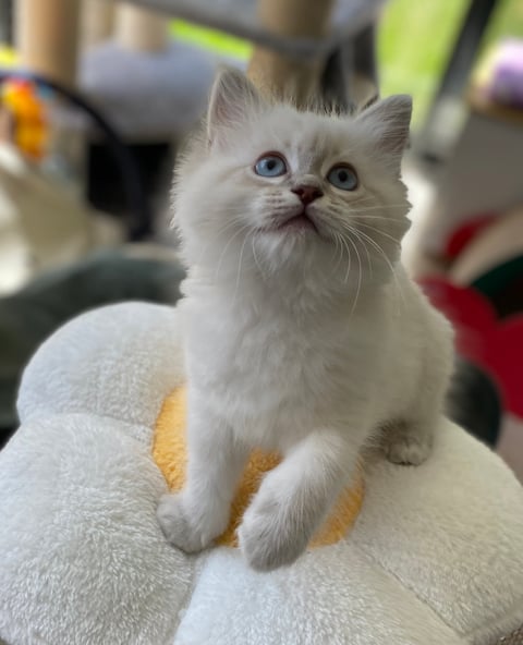 Blue Tabby Point female 8 and a half weeks old