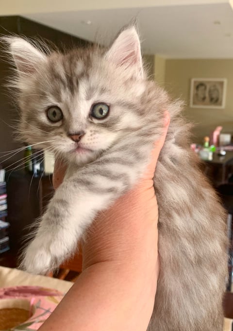 Mr Oberon - Maine coon kitten