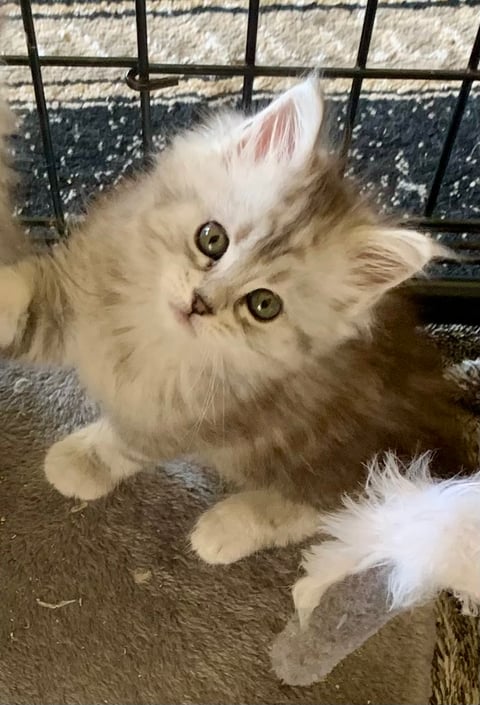 Mr Oberon - Maine coon kitten