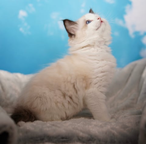 Adeles Seal Bi Color Male Ragdoll Kitten