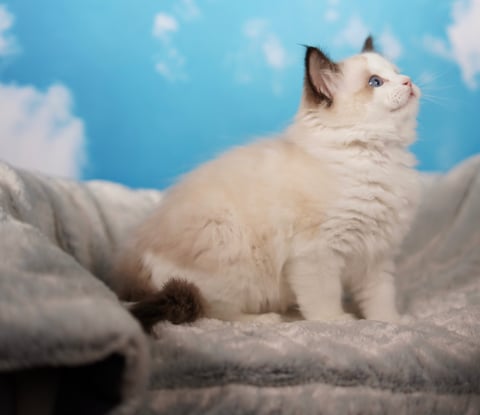 Seal Bi Color Male Ragdoll kitten 