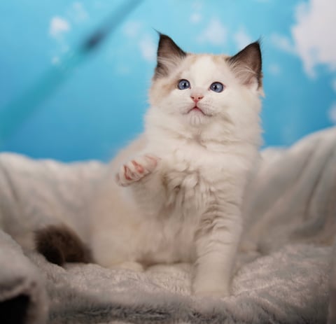 Seal Bi Color Male Ragdoll kitten