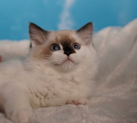 Seal Mitted Female Ragdoll