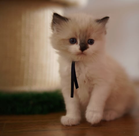 Seal Mitted Female Ragdoll @ 6 weeks