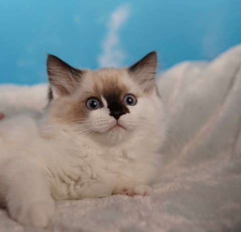 Seal Mitted Ragdoll Kitten