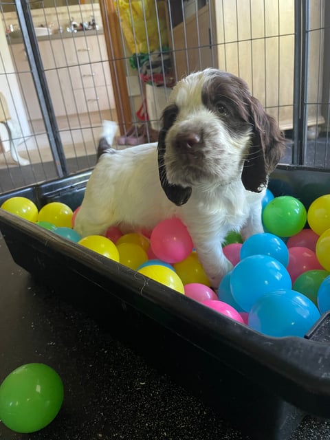 English Springer Spaniel Puppy