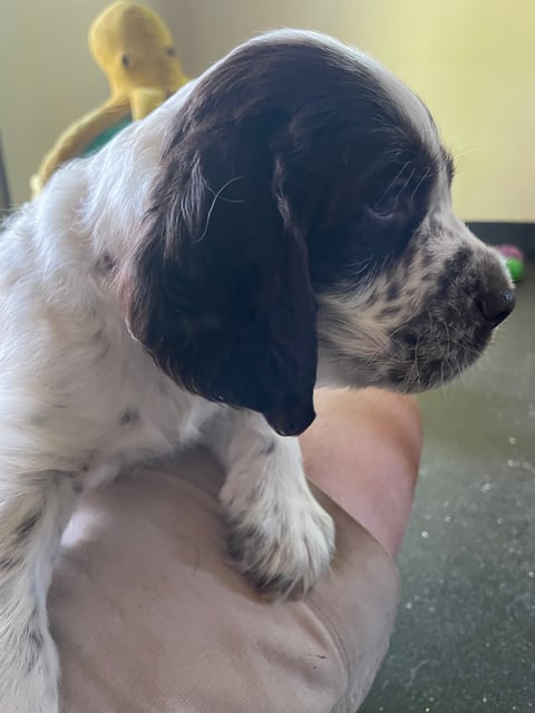 English Springer Spaniel Puppy