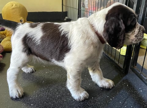 Wytcher English Springer Spaniel Puppy