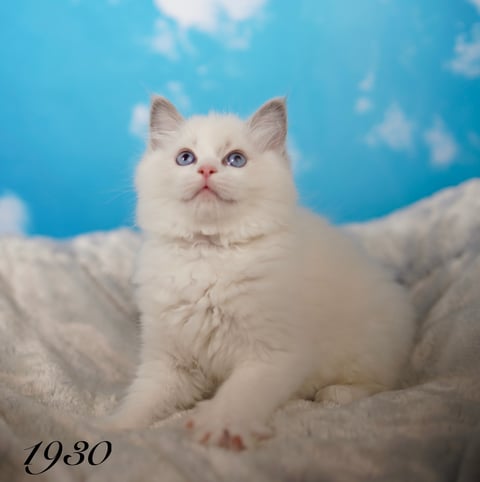 Blue Bi Color Male Ragdoll Kitten