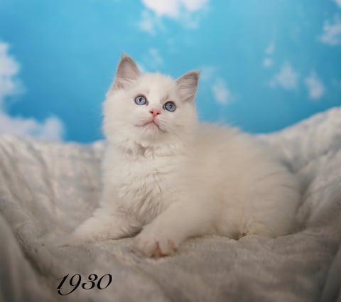 Male Ragdoll Kitten