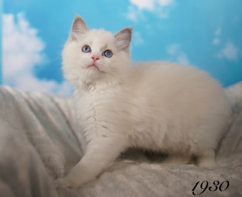 Bi Color Male Ragdoll Kitten