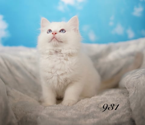 Male Ragdoll Kitten