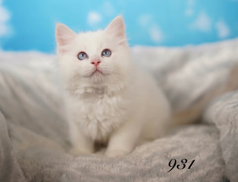 Lilac Bi Color Tabby Male Ragdoll Kitten