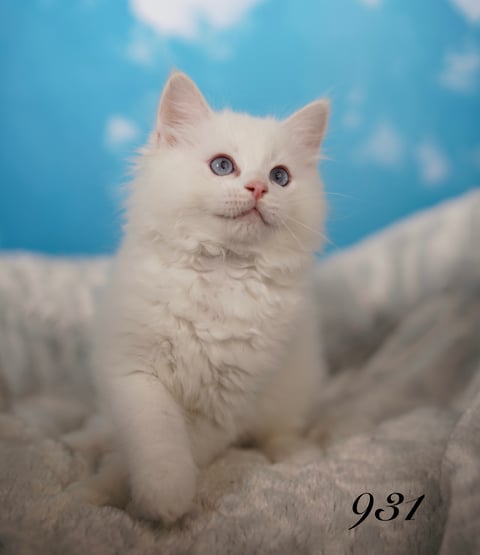 Male Ragdoll Kitten