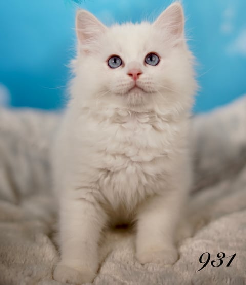 Lilac Bi Color Tabby Male Ragdoll Kitten